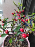 火棘盆景老樁四季觀(guān)花觀(guān)果植物陽(yáng)臺客廳庭院開(kāi)花結果造型小盆景 160#原盆火棘5年老樁 帶盆栽好 曬單實(shí)拍圖