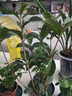 桂花樹苗桂花苗盆栽金桂四季桂室內外濃香型陽臺花卉綠植庭院盆景植物 紅日香【四季開花濃香】 3年苗【當年開花】 曬單實拍圖