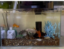 寵盒魚缸過濾器滴流盒魚缸上置雨淋過過濾器水族箱上過濾槽滴流槽濾盒 【3層3盒+濾材+棉】 曬單實拍圖