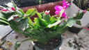 種花迷多色蟹爪蘭花苗盆栽當(dāng)年開四季開花重瓣螃蟹抓蓮好養(yǎng)易活室內(nèi)花卉 混色6-8棵（當(dāng)年開花）隨機(jī)2色 含盆加侖盆 曬單實拍圖