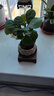 八芽盆栽小盼菩提樹植物室內(nèi)禪意盆景辦公室桌面好養(yǎng)綠植源頭直發(fā)包郵 蓮花盆菩提（含方木托+紫砂托） 曬單實(shí)拍圖