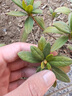 洛與霞毛杜鵑夏娟毛鵑花苗茶梅苗毛娟映山紅小苗花庭院花壇開(kāi)花植物樹(shù)苗 毛娟20-30厘米高 帶分枝【10顆 不含盆 曬單實(shí)拍圖