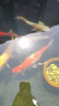 統一寶多福錦鯉魚(yú)飼料魚(yú)食錦鯉魚(yú)糧增體增色魚(yú)食不渾水金魚(yú)飼料 寶多福 主食2.5kg S小顆粒 適合10-25cm魚(yú)吃 曬單實(shí)拍圖
