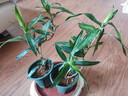 正宗金心百合竹真花真綠植室內(nèi)四季植物懶人容易養(yǎng)活美觀陽(yáng)臺(tái)客廳 金心百合竹20cm帶側(cè)芽（造型款） 曬單實(shí)拍圖