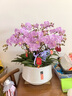 Only you【兩小時(shí)達(dá)】蝴蝶蘭帶花苞花劍花盆真花蘭花盆栽開業(yè)喬遷佛堂供花 12株桃紅色（瓷盆隨機(jī)） 曬單實(shí)拍圖