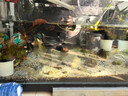 貝森（BESSN）溪流缸全套魚缸底柜過濾金晶超白水族館直播加厚鋼架子雙層繁殖 雙層溪流缸 上100*45*45下80*45*45 曬單實拍圖