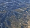 水安濁水安凈水寶魚塘渾水變清濁水凈渾水黃泥渾水產(chǎn)養(yǎng)殖魚塘水質(zhì)凈化 1袋試用裝（1kg）黃渾黑水均有效 曬單實拍圖