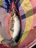 夢(mèng)巴赫（monbacher）九州紅魚線谷麥線逗釣線抗卷耐磨原絲尼龍強(qiáng)勁200米前打竿專用線 1號(hào)（透明）200米 曬單實(shí)拍圖