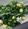 艾尚棵梔子花營(yíng)養液梔子花專(zhuān)用肥防黃葉掉苞梔子花盆栽免稀釋營(yíng)養液 單瓶裝【不劃算】 500ml 1瓶 曬單實(shí)拍圖