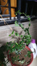 慎思苑藍莓樹果苗藍莓苗盆栽地栽果苗帶大果南北方種植苗兔眼綠寶石果樹 黑珍珠（帶葉帶土發(fā)貨） 4年苗當年結果 曬單實拍圖