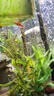 魚(yú)官兒非洲巨網(wǎng)蝦木紋網(wǎng)球蝦除藻蝦天空藍鰲蝦臺灣大和藻蝦大河藻蝦 2cm大號/大河藻蝦3只 曬單實(shí)拍圖