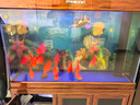 3魚(yú)缸凈水劑一滴清水質(zhì)清澈劑免換水去綠水黃水渾水除水垢澄清劑 500ml 1瓶 【魚(yú)缸一滴清】 曬單實(shí)拍圖