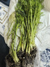 大禹生菜苗帶根帶土秧苗盆栽青菜苗壽光蔬菜苗活苗冬春季種植 割茬茴香苗20棵 曬單實(shí)拍圖