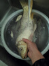 黃金眼 新款納米電子魚(yú)漂日夜兩用夜光浮漂加粗醒目高靈敏硬尾浮標 新款電子漂H-001(電池型號CR322） 1號一支（送LED變色尾） 曬單實(shí)拍圖