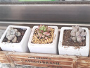 多肉植物小盆栽批發(fā)套裝多肉組合桃蛋玉露綠植花卉桌面陽(yáng)臺(tái)辦公桌 昂斯諾+蘋(píng)果+紅寶石+泡芙含盆土 曬單實(shí)拍圖
