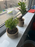 愛(ài)你一萬(wàn)年小葉赤楠老樁苗紫檀微景觀(guān)水培辦公室四季好養金絲楠木綠植 精品小葉赤楠+原生盆+肥料 曬單實(shí)拍圖