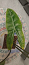 土培劍葉種植盆劍葉海芋雙株劍葉原盆室內(nèi)好養(yǎng)高顏值綠植 A級(jí)劍葉海芋【50-60CM】4-6片 曬單實(shí)拍圖