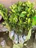 綠達柚子樹(shù)苗泰國暹羅紅柚紅心柚樹(shù)苗葡萄柚苗果樹(shù)苗南方種植當年結果 泰國暹羅紅柚【新品當年結果】 八年苗(品種留言) 曬單實(shí)拍圖