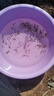 中科三號鯽魚(yú)苗水產(chǎn)種苗黃金鯽中科五號工程鯽高背土鯽魚(yú)苗活體魚(yú)苗批發(fā) 每人限1份鯽魚(yú)2厘米60條 曬單實(shí)拍圖