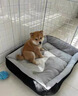 柴犬幼犬寵物狗活體日本柴犬純種幼崽柴狗小狗仔赤柴活物豆柴黑柴 寵物級 母 曬單實拍圖