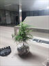 佰花錦新中式文竹桌面盆栽綠植辦公室客廳盆景茶臺臥室好養(yǎng)綠植花卉植物 【送圓底座】文竹+陶瓷蓮花盆+苔蘚鋪面 20-30cm 曬單實拍圖