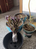 室外室內(nèi)花卉綠植盆載紫竹梅紫羅蘭開(kāi)花吊蘭植物喜陽(yáng)的盆栽 兩盆(原盆原土栽好) 曬單實(shí)拍圖