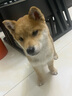 伊寵純種小柴犬日本柴犬幼犬活體柴犬幼犬寵物狗小柴活體幼犬小型犬 寵物級(jí) AA級(jí) 公 曬單實(shí)拍圖