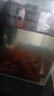 森森（SUNSUN）貼片飼料熱帶魚斗魚魚糧孔雀魚紅綠燈通用型魚食 【葷素搭配】260ml螺旋藻+260ml豐年蝦貼片 曬單實拍圖
