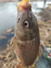 狼王競技狼牙魚鉤散裝細條改良正釣黑坑偷驢新關(guān)東無刺鯽魚鯉魚飛磕鉤 綠色競技狼牙100枚 9號 曬單實拍圖