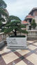 潮裕盆景羅漢松盆景公司前臺(tái)客廳入門玄關(guān)處迎客松真樹(shù)室內(nèi)外擺放四季好養(yǎng) 精品掌中寶羅漢松57 老樁盆景/一物一拍 曬單實(shí)拍圖