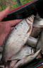 黃尾專(zhuān)用餌料野釣專(zhuān)攻紅尾魚(yú)餌料釣鲴魚(yú)鯽魚(yú)爆護打窩料誘魚(yú)開(kāi)口劑 黃尾餌料【1袋裝】 曬單實(shí)拍圖