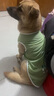 SMVP狗狗衣服薄款柯基衣服狗衣服狗狗夏天衣服防臟衣涼涼衣防掉毛狗服 XXL（約14-20斤） 曬單實拍圖