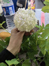 海蒂的花園歐洲木繡球玫瑰花苗庭院花卉盆栽植物耐寒樹(shù)苗源頭直發(fā)包郵 歐洲木繡球15cm盆 含盆 曬單實(shí)拍圖