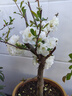 新品種海棠彩玉海棠花盆栽樹(shù)苗老樁陽(yáng)臺重瓣變色海棠花四季耐寒 彩玉海棠六年苗 曬單實(shí)拍圖