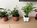 桂花樹(shù)苗桂花苗盆栽金桂四季桂室內外濃香型陽(yáng)臺花卉綠植庭院盆景植物 月月桂【四季開(kāi)花濃香】 5年苗【開(kāi)花多多】 曬單實(shí)拍圖
