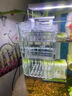 魚(yú)缸隔離盒孔雀魚(yú)繁殖盒熱帶魚(yú)小魚(yú)孵化盒大小號幼魚(yú)孵化器產(chǎn)卵房 雙房特大號 + 豐年蝦卵(幼魚(yú)吃)15g 曬單實(shí)拍圖