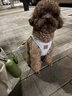 PUPPY GALLERY韓國進(jìn)口輕透狗狗胸背帶狗狗牽引繩遛狗繩寵物小狗背心式中小型犬 天藍色 S 胸圍39-46cm 體重5.9-7.9kg 曬單實(shí)拍圖