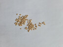 壽禾 粉果番茄種子老品種西紅柿大果壽光蔬菜粉冠毛粉秋冬季洋柿子 壽禾粉冠番茄種子 100粒原裝 曬單實(shí)拍圖