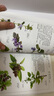 【包郵】含章·圖鑒系列（植物圖鑒） 全2冊 野花圖鑒+野菜圖鑒 定價(jià)84.8 曬單實(shí)拍圖