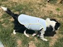 MIKI PAD大狗狗涼涼衣夏天防曬涼感衣服金毛邊牧中大型犬寵物薄款透氣背心 薄荷藍(lán)【經(jīng)典款】涼感防曬 6XL胸圍86cm（參考體重55-65斤） 曬單實(shí)拍圖