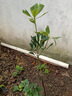 八角樹(shù)樹(shù)苗盆栽廣西大紅羅馬嫁接大苗食用大料南方北方種植茴香樹(shù) 大紅八角 2年苗(帶土帶葉杯苗發(fā)貨) 曬單實(shí)拍圖