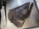 亞又婧鴉片魚(yú)頭特大格陵蘭鰈魚(yú)頭深海大碟魚(yú)頭新鮮比目魚(yú)頭海鮮水產(chǎn)年貨 魚(yú)頭2只 1.5kg （700-800g/只） 曬單實(shí)拍圖