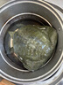 品鮮肴【活鮮】生態(tài)特大甲魚野養(yǎng)中華鱉團魚 外湖老鱉現(xiàn)捕活體海鮮水產(chǎn) 8年野養(yǎng)品質(zhì)老公鱉 2000g/只 曬單實拍圖