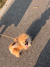 puppytie狗狗牽引繩狗繩子遛狗繩背心式泰迪寵物胸背帶名字可定制 工業(yè)灰-胸背帶 XS-超小型 建議4-10斤 曬單實(shí)拍圖