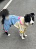 MIKI PAD狗狗衣服中大型犬春秋款柴犬金毛邊牧拉布拉多狗狗四腳衣大狗衣服 多巴胺撞色背帶褲 5XL背長60cm（參考體重45-55斤） 曬單實拍圖