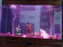 森淵莫斯樹(shù)水草魚(yú)缸造景無(wú)土淡水增氧水族箱懶人沉木魚(yú)缸活體淡水植物 成品莫斯樹(shù)(高35-42cm六頭) 曬單實(shí)拍圖