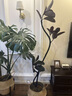 花城水調(diào)黑金剛橡皮樹(shù)客廳綠植大盆栽造型室內(nèi)四季好養(yǎng)辦公室陽(yáng)臺(tái)大型綠植 橡皮樹(shù)1.3-1.5m+白圓瓷盆 曬單實(shí)拍圖