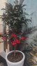 意軒觀(guān)賞花卉 富貴籽 朱砂根 紅涼傘 黃金萬(wàn)兩室內盆栽 富貴子 高80cm 曬單實(shí)拍圖