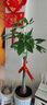 臨雅的花園大型發(fā)財(cái)樹(shù)盆栽室內(nèi)客廳招財(cái)高級(jí)感落地喬遷之喜懶人好養(yǎng)活風(fēng)水樹(shù) 獨(dú)桿發(fā)財(cái)樹(shù)1.2-1.4米+金邊飛絲盆 曬單實(shí)拍圖