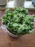 御春閣 室內(nèi)盆栽花卉 碰碰香苗 一碰就香花草 碰碰香香多肉植物一抹香 碰碰香1盆(含簡(jiǎn)易盆) 曬單實(shí)拍圖